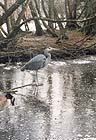 Great Blue Heron 002