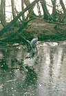 Great Blue Heron 003