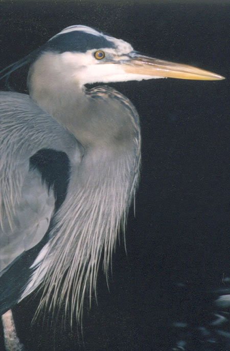Ardea herodias: A lone Great Blue Heron (Lost Lagoon, Stanley Park, Vancouver, British Columbia.) PHOTO: M2,No. 13.