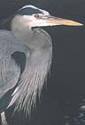 Great Blue Heron 006
