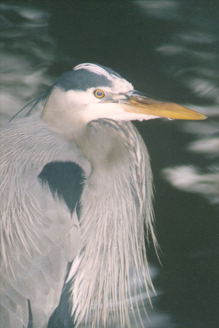 Ardea herodias: A lone Great Blue Heron (Lost Lagoon, Stanley Park, Vancouver, British Columbia.) PHOTO: M2, No. 12.