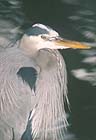 Great Blue Heron 007