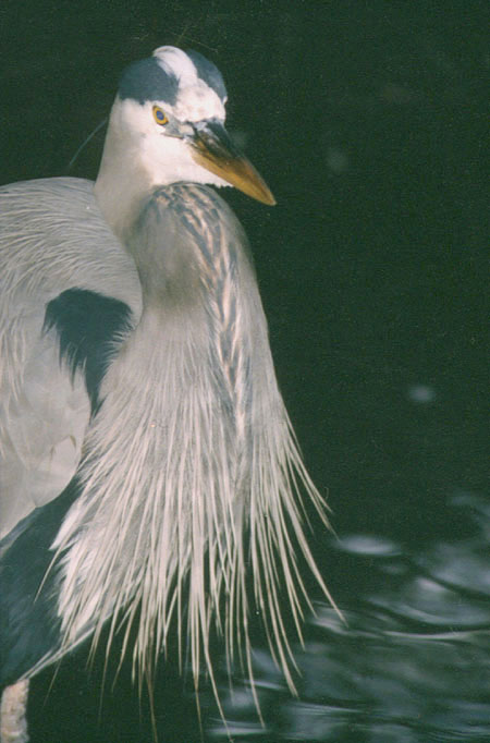 Great Blue Heron: A lone blue heron perches on a rock during a mid-tide sunset, Third Beach, Stanley Park, 4:30 PM, February 17, 2000.