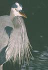 Great Blue Heron 008