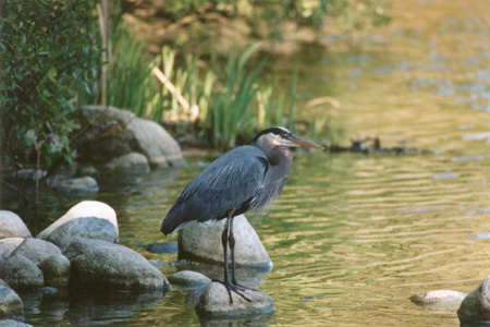Great Blue Heron