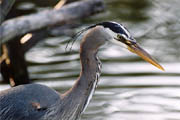 Great Blue Heron
