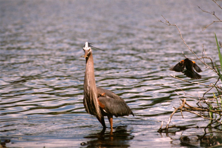 Great Blue Heron