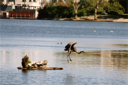 Great Blue Heron