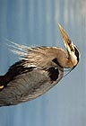 Great Blue Heron 013
