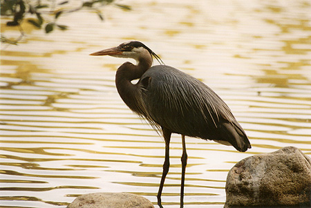 Great Blue Heron