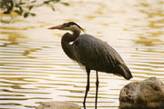 Great Blue Heron