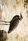 Great Blue Heron 014