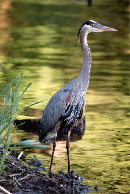 Great Blue Heron