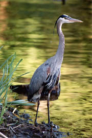 Great Blue Heron