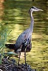 Great Blue Heron 015