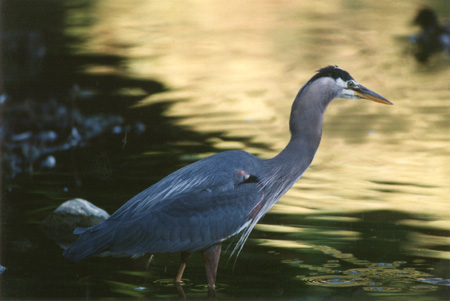 Great Blue Heron
