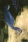 Great Blue Heron 017