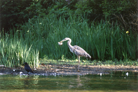 Great Blue Heron