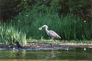 Great Blue Heron