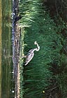 Great Blue Heron 018