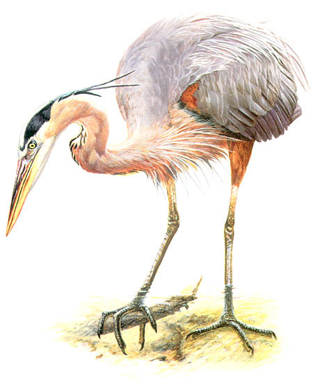 Great Blue Heron, Painting: Hans Peters
