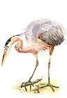 Great Blue Heron, Painting: Hans Peeters