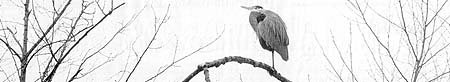 Great Blue Heron: A Great Blue Heron keeps its eyes on the horizon from atop its perch in trees along the shores of Burnaby Lake. PHOTO: Rob Kryut/Vancouver Sun. Saturday, March 11, 2000. p. B4.