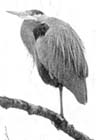 Great Blue Heron: Vancouver Sun, March 11, 2000.