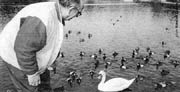 A busy year for coyotes is bad news for Stanley Park's swans, says Gordon Thompson. PHOTO: Randall Goecp
