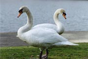 Mute Swan