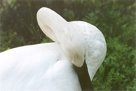 Majestic Grace - Mute Swans have incredible necks. You can tell this is a yearling signet because it's beak is still black. Lost Lagoon, Stanley Park, Vancouver, British Columbia.) PHOTO: M2.