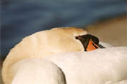 Mute Swan
