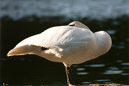 Perfect Balance - Mute Swan resting on one leg. (Lost Lagoon, Stanley Park, Vancouver, British Columbia.) PHOTO: M2.