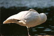 Perfect Balance - Mute Swan resting on one leg. (Lost Lagoon, Stanley Park, Vancouver, British Columbia.) PHOTO: M2.