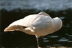 Mute Swan