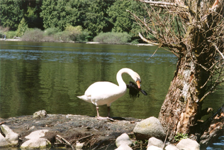 Perfect Balance - Mute Swan with crow flying behind. (Lost Lagoon, Stanley Park, Vancouver, British Columbia.) PHOTO: M2.