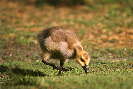 Signs of Spring - Mute Swan signet, maybe a week old. (Lost Lagoon, Stanley Park, Vancouver, British Columbia.) PHOTO: M2.