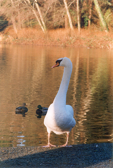 Signs of Spring - Mute Swans and other waterfowl gather on the lagoon. (Lost Lagoon, Stanley Park, Vancouver, British Columbia.) PHOTO: Andy Sorfleet, 1998.