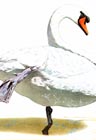 Mute Swan, Painting: Walter Ferguson