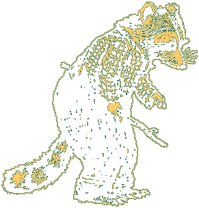 North American Raccoon