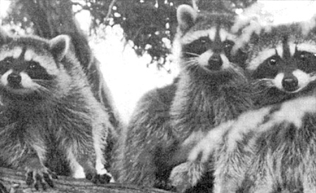 Raccoons: Intestinal parasite Baylisascaris attacks nervous tissue. PHOTO: Vancouver Courier, December 3, 1997.