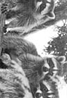 Raccoons