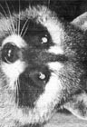 Raccoons