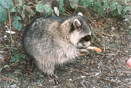 Procyon lotor cancrivorus: Don't Feed the Animals! - Although this Raccoon will eat from a tourist's hand (not the photographer's), visitors are asked not to feed the wild animals in Stanley Park. Warnings are posted at most park entrances. (Lost Lagoon, Stanley Park, Vancouver, British Columbia.) PHOTO: Elaine Ayres, Summer 1996.