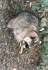 Raccoon