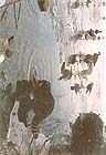 Raccoons: 