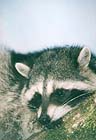 Raccoons: