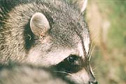 Tree Dweller - Raccoons cute and playful, but don't get too close. They are viscious fighters when threatened. You should never feed wild animals. I was once bitten trying to feed one and I was shocked by their lightening speed. (Lost Lagoon, Stanley Park, Vancouver, British Columbia.) PHOTO: M2, April 1996.