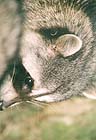 Raccoons:
