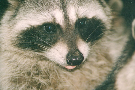 Tree Dweller - A Raccoon searching the banks of the lagoon for mollusks, crustaceans, as well as other delight unknown to myself that make appetizing crunchy sounds when they eat. (Lost Lagoon, Stanley Park, Vancouver, British Columbia.) PHOTO: M2, April 1996.
